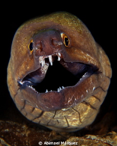 The Moray by Abimael Márquez 